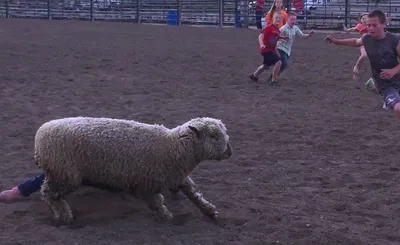 PRCA Rodeo
